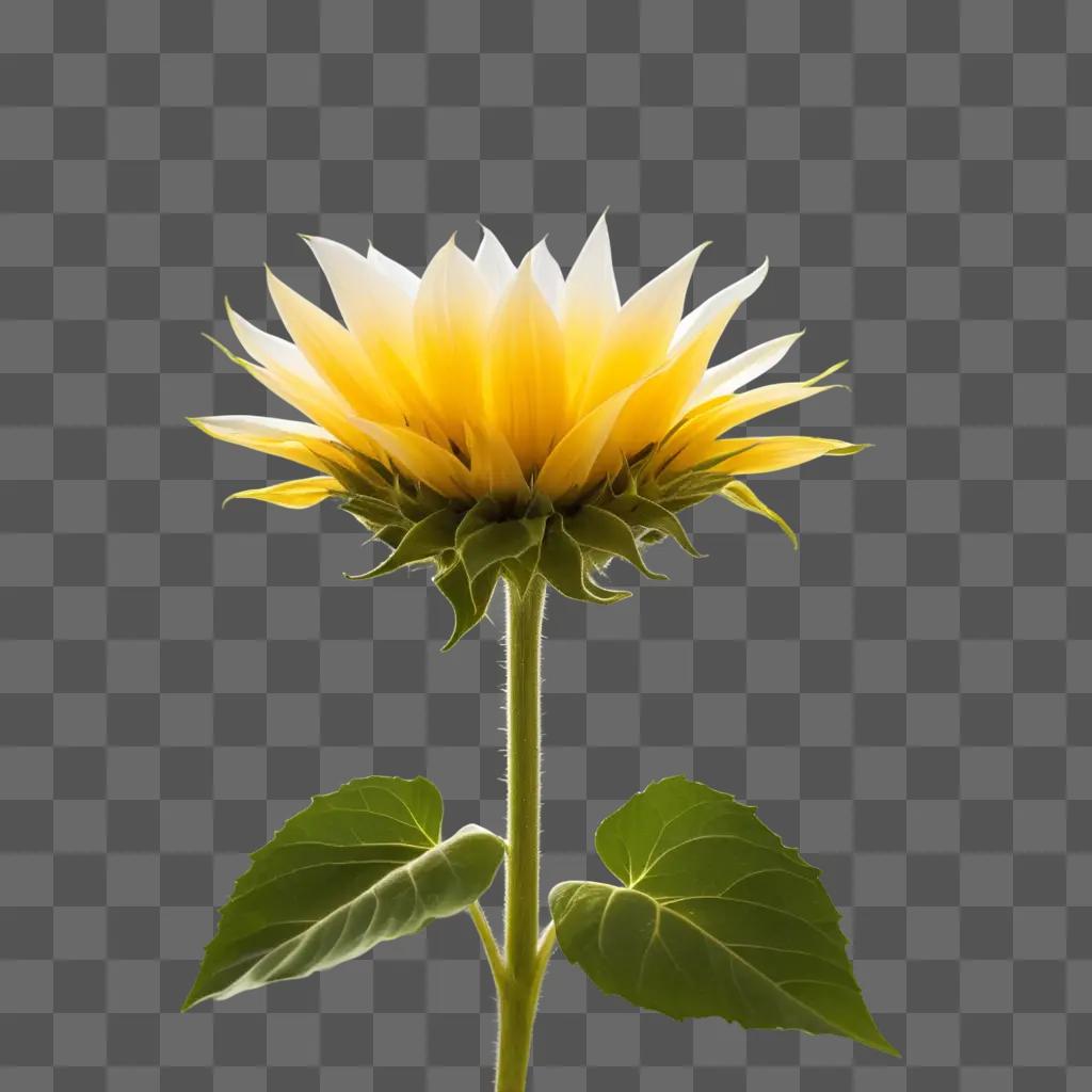 high resolution photograph of a sunflower