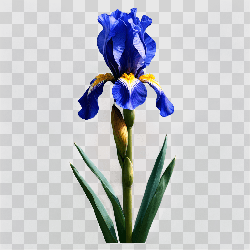 iris flower drawing A blue flower with yellow stamen and green leaves