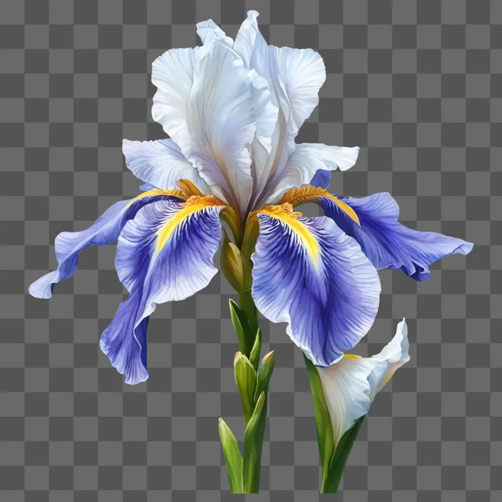 iris flower drawing A purple and white flower with yellow center