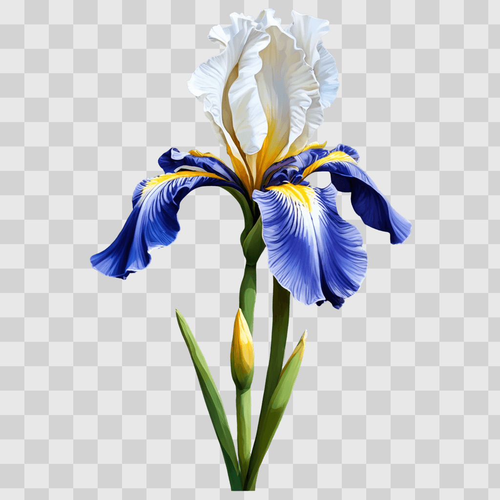 iris flower drawing An irises image is displayed with a blurred background