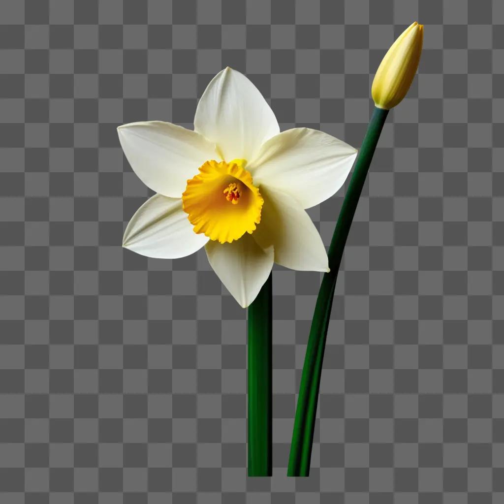 large white narcissus flower and its stem