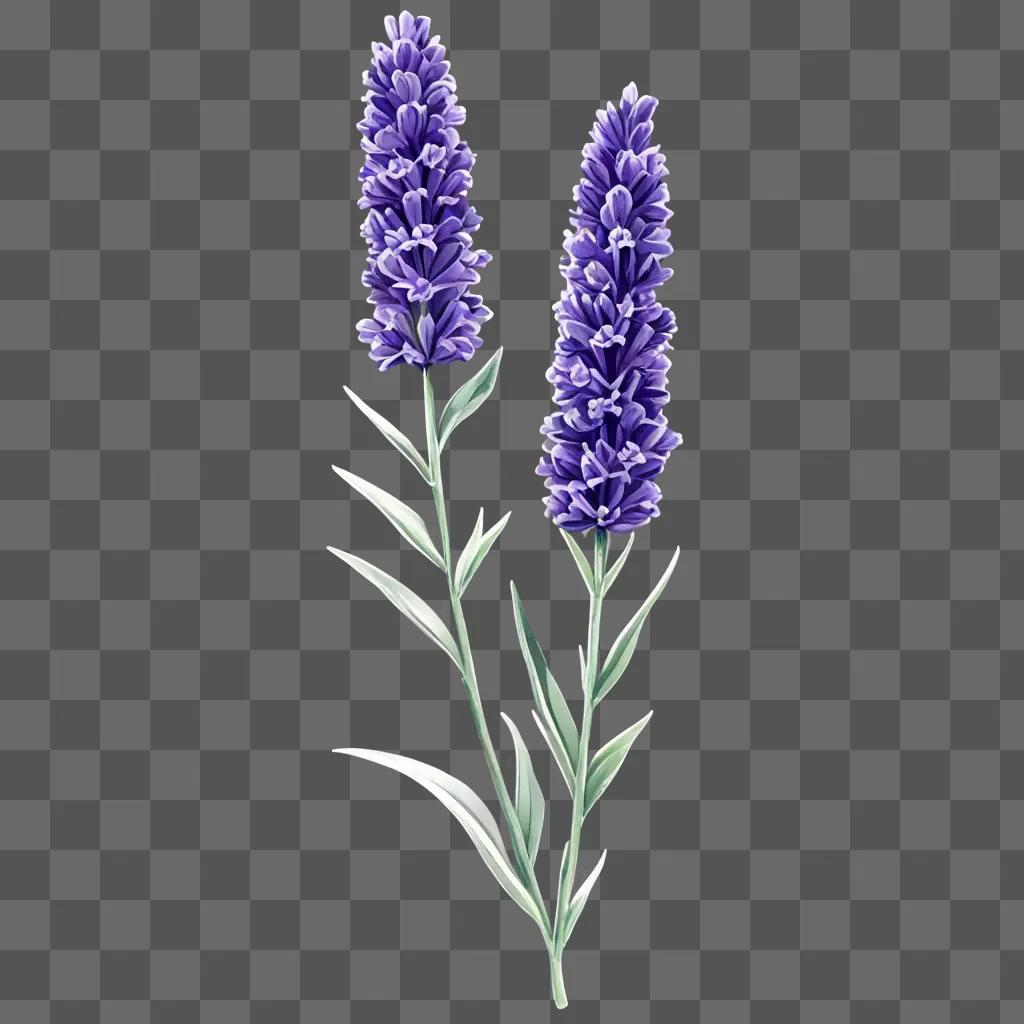 lavender flower drawing Two lavender flowers against a purple background