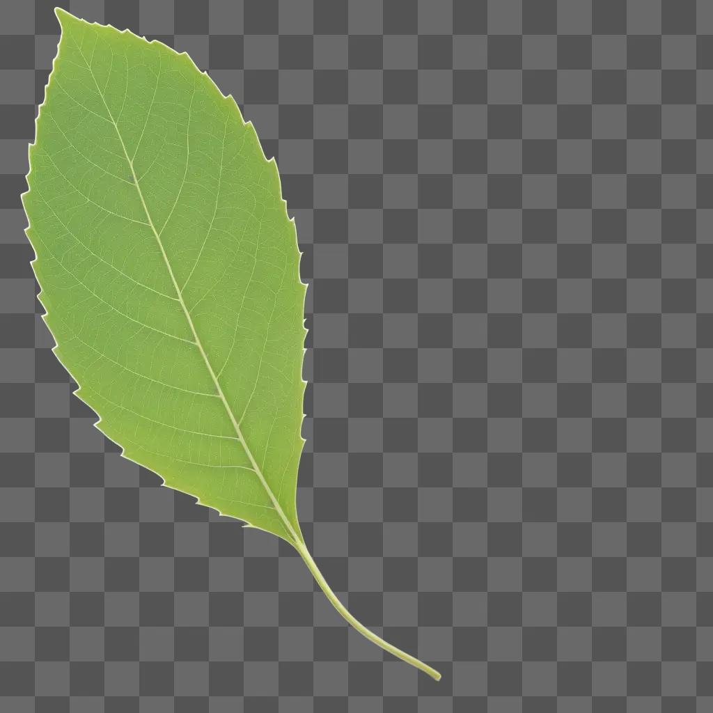 leaf is shown in a transparent background