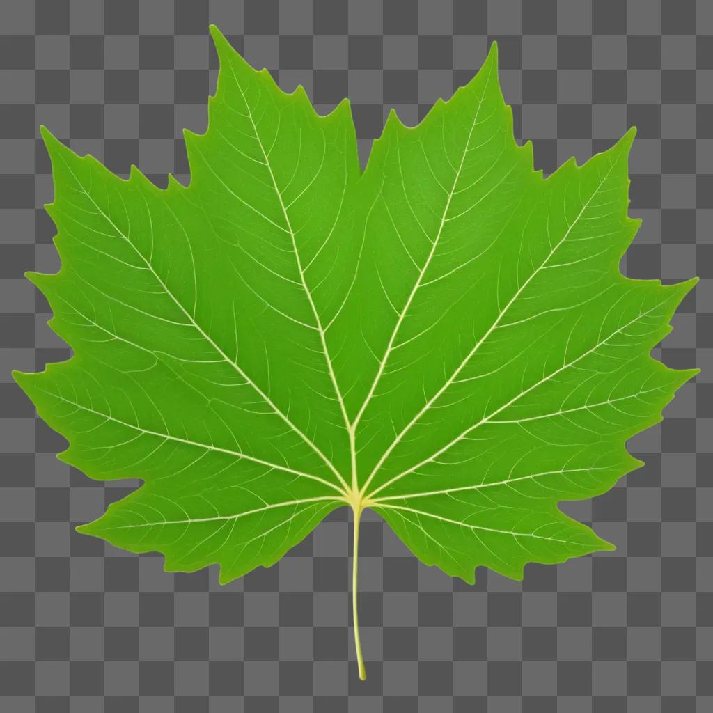 leaf with a leaf texture on a green background