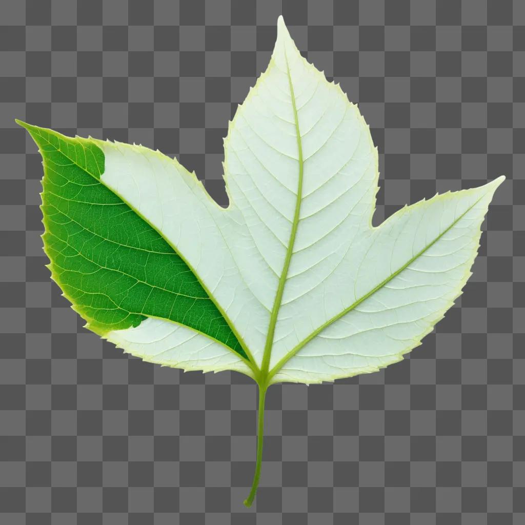 leafy green leaf with a green and white interior