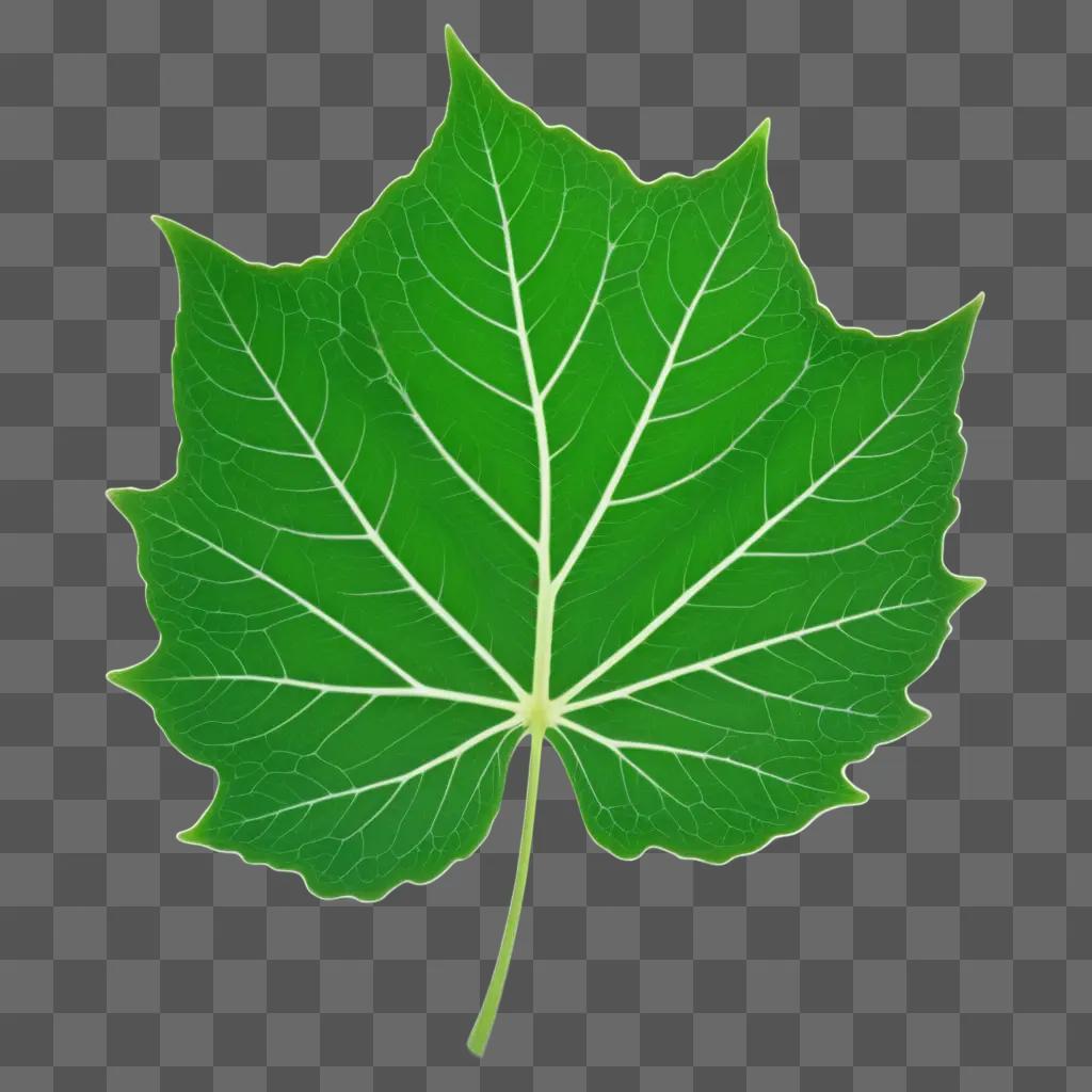 leafy green leaf with white veins