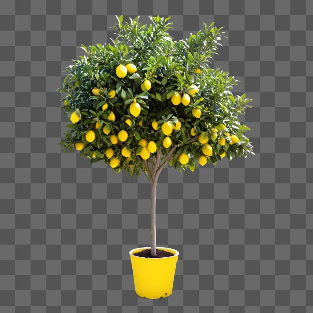 lemon tree in a pot with bright yellow fruits