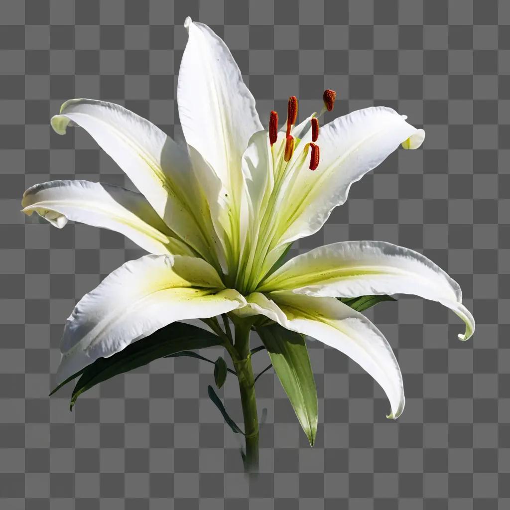 lily flower drawing A flower with six petals and six red stamens