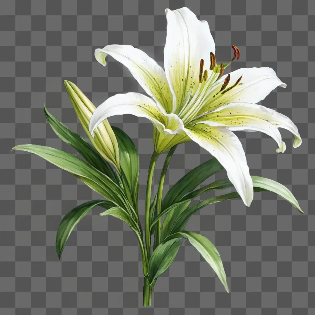 lily flower drawing A white flower with green leaves and stem