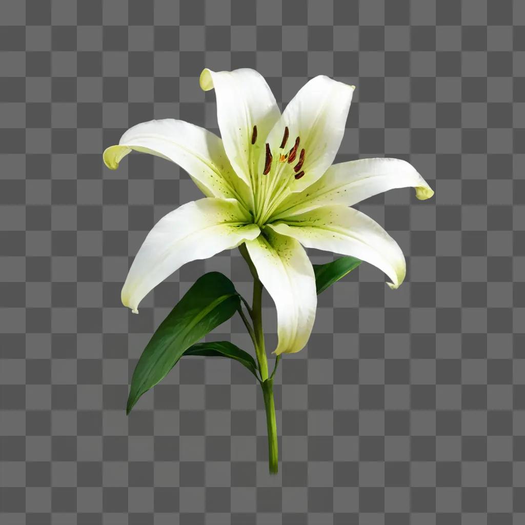 lily flower drawing A white flower with red buds against a green background