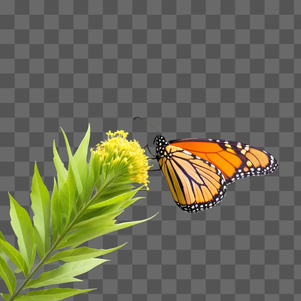 monarch butterfly on a flower in a garden