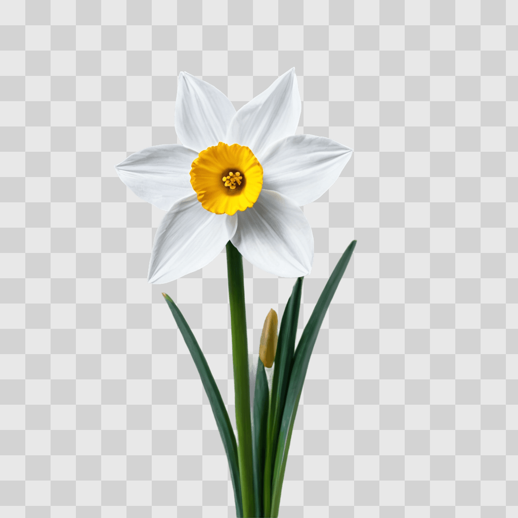 narcissus flower drawing A flower in a blur with green background