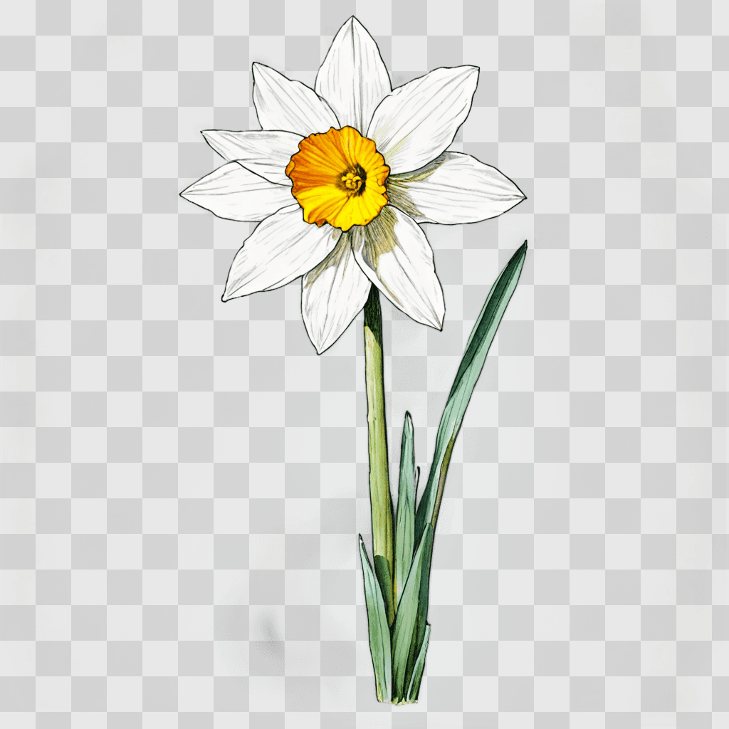 narcissus flower drawing A single white flower with yellow center