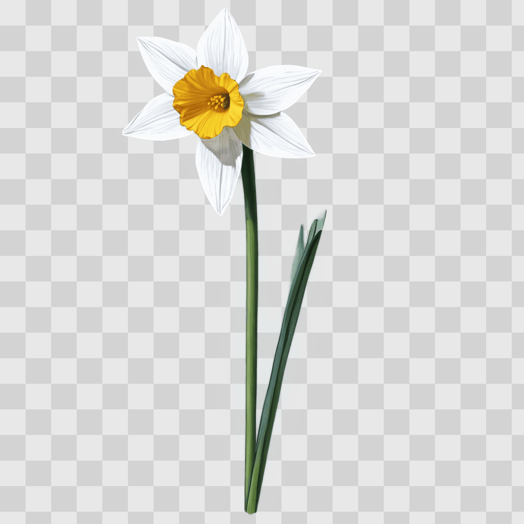 narcissus flower drawing A white and yellow flower with a green stem