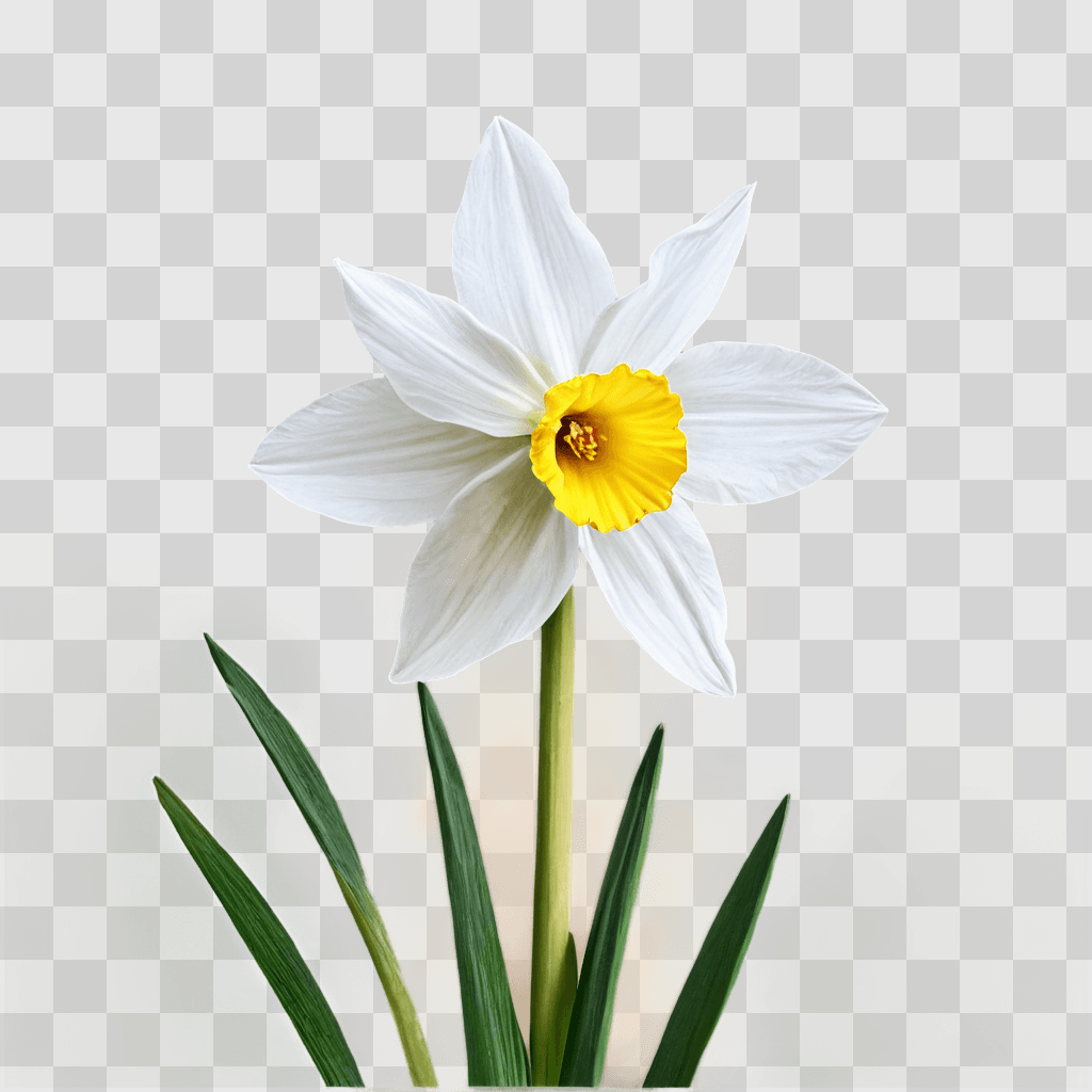 narcissus flower drawing A white flower with a yellow center is on a green background