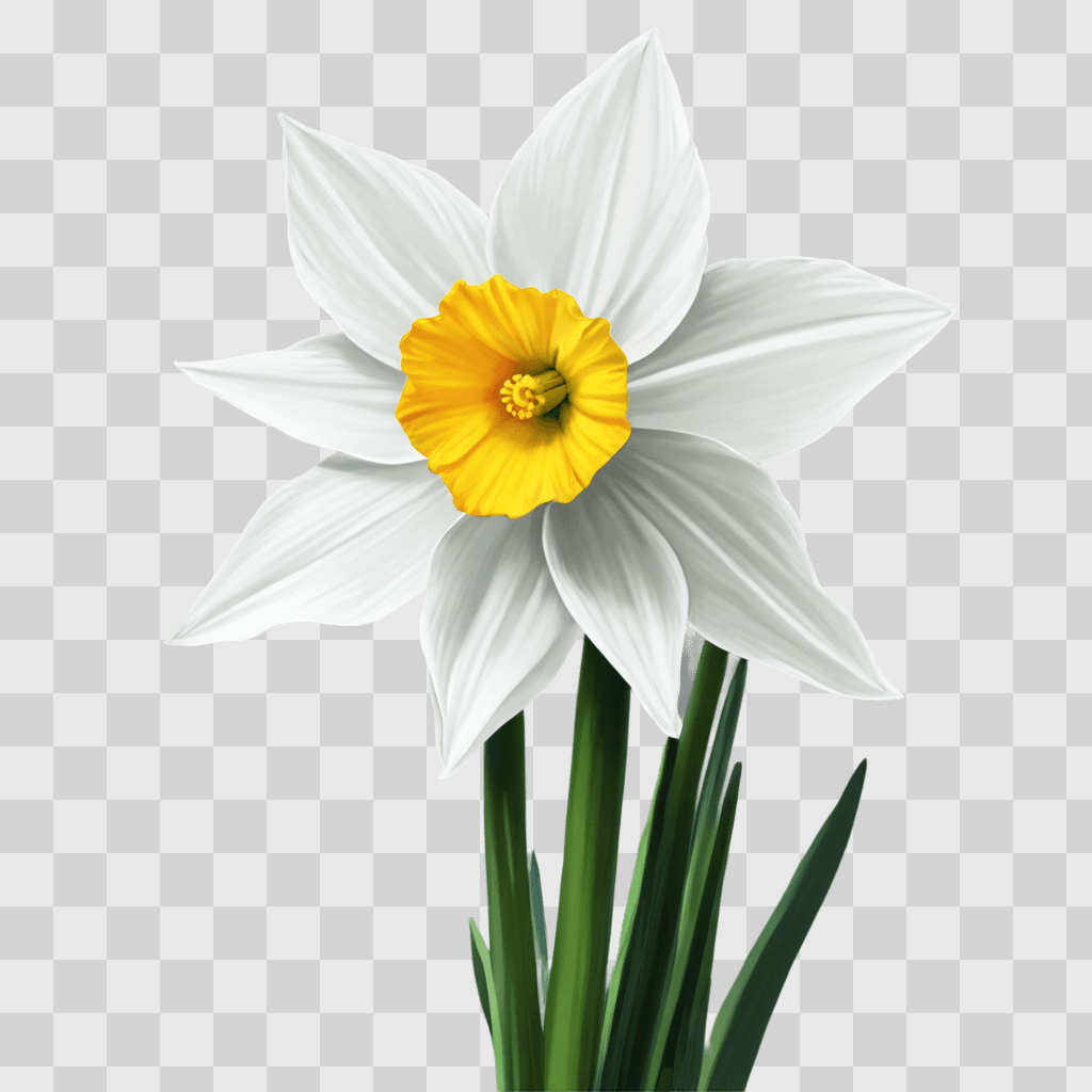 narcissus flower drawing Artistic depiction of a white and yellow daffodil