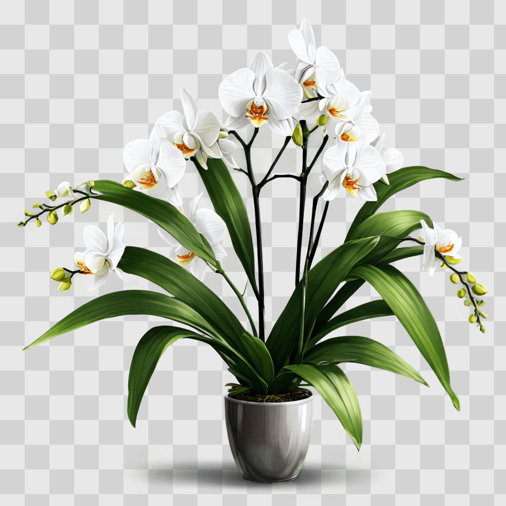 orchid flower drawing A flower vase with white flowers and green leaves