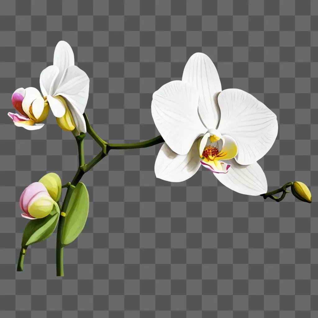 orchid flower drawing A white orchid blossom with yellow petals