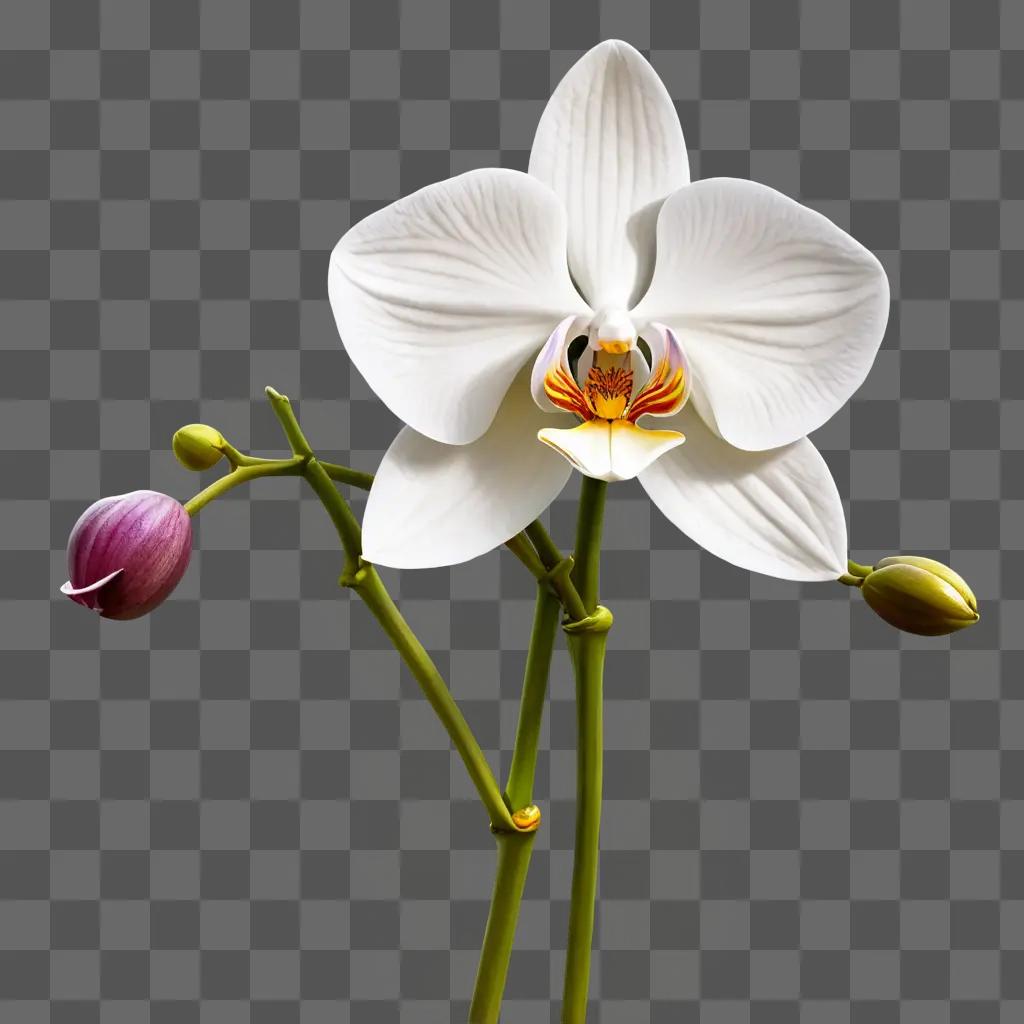 orchid flower drawing A white orchid with purple buds and yellow stamen