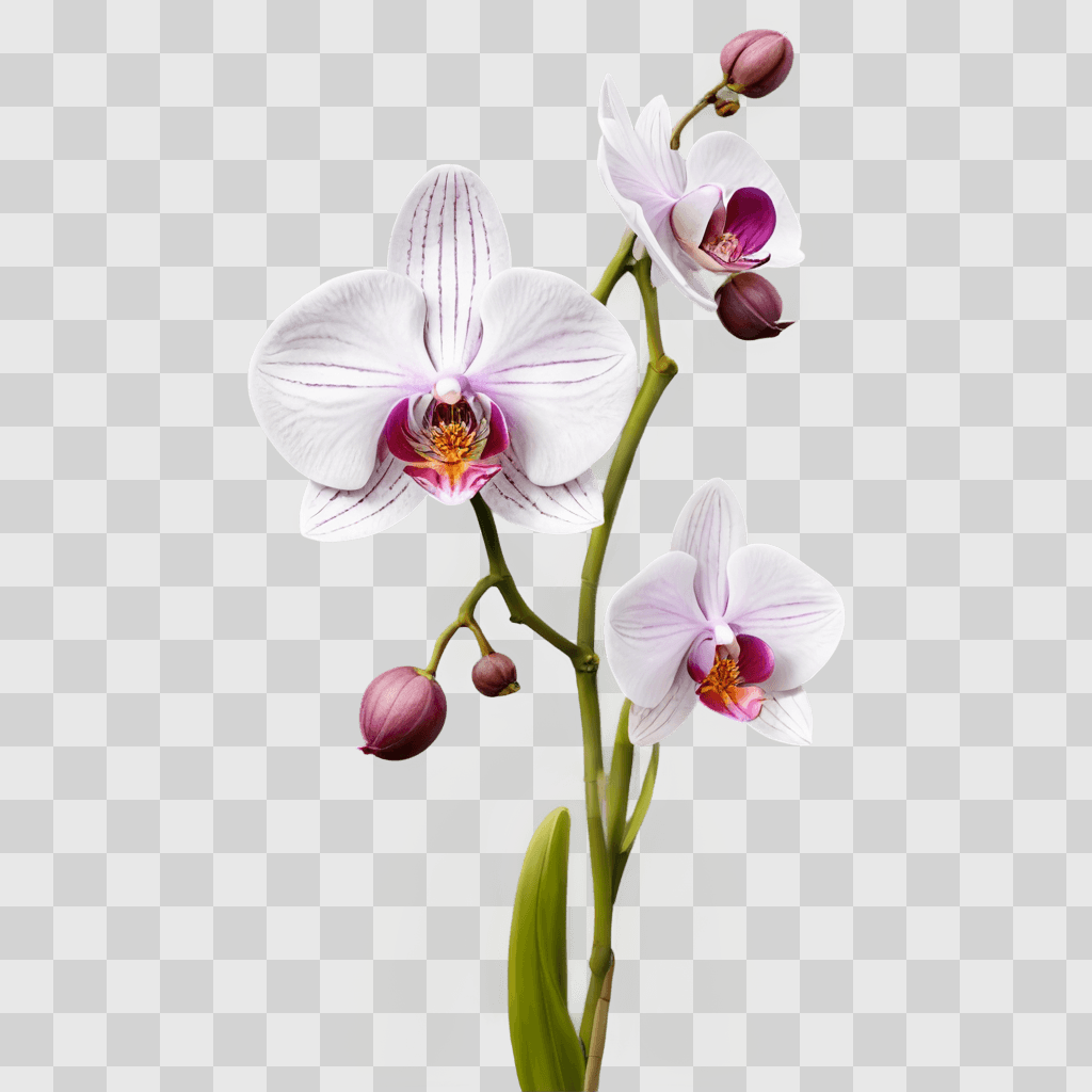 orchid flower drawing Three white orchids blooming against a pink background