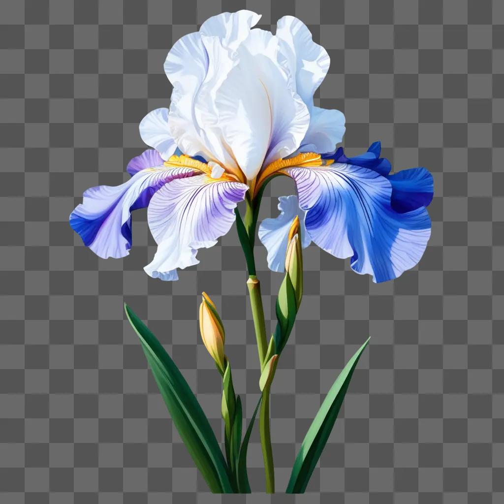 白と青の菖蒲の花の絵