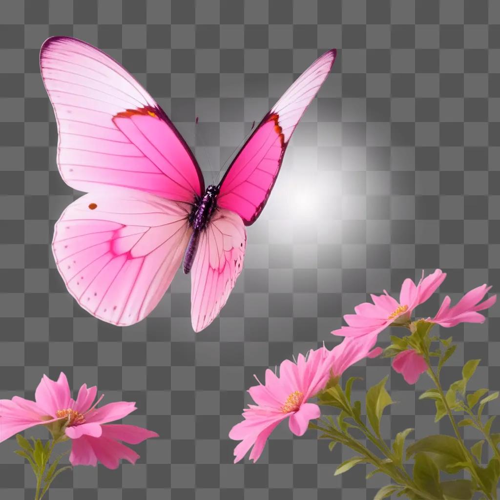 pink butterfly on a pink background