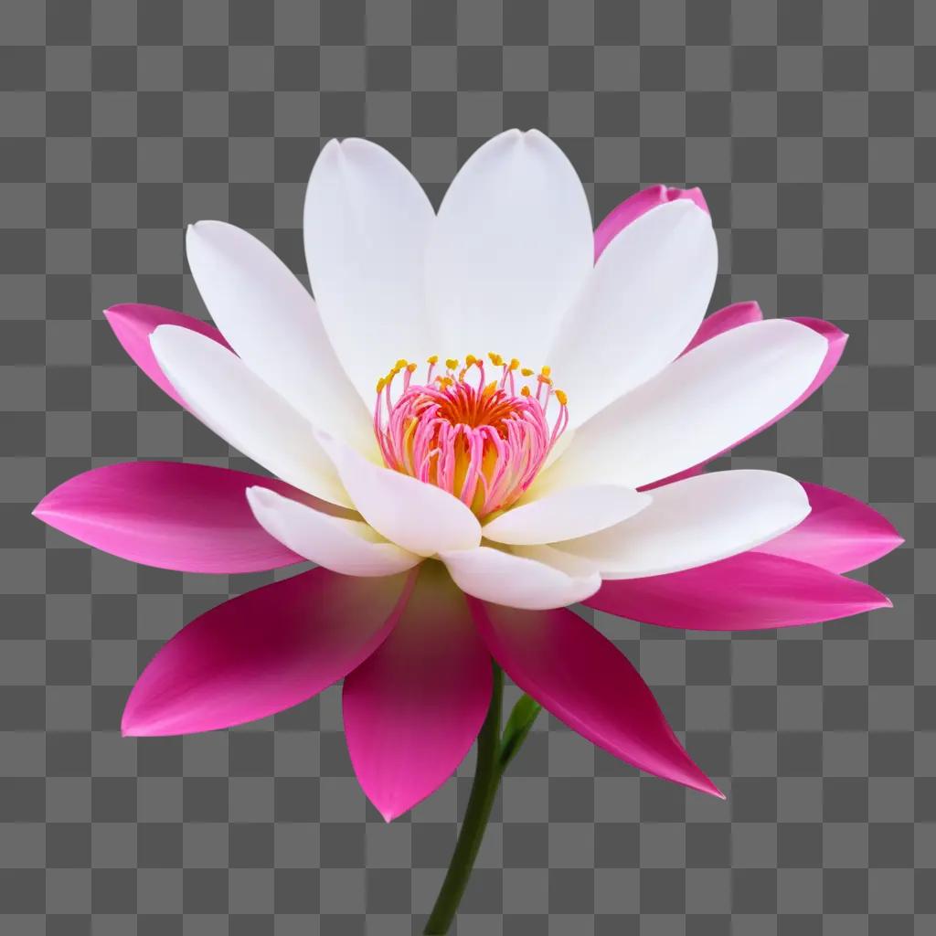 pink flower with white petals and pink stem