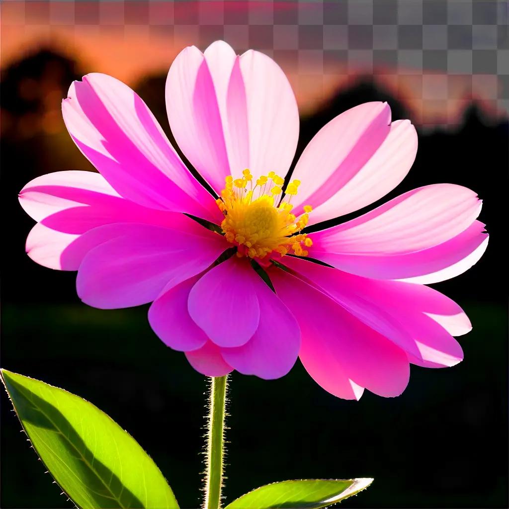 pink flower with yellow center and green leaves