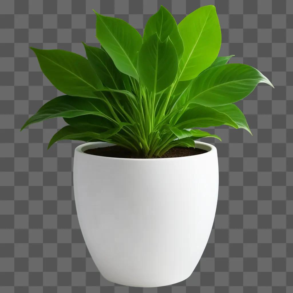 plant in a white pot sits against a green background