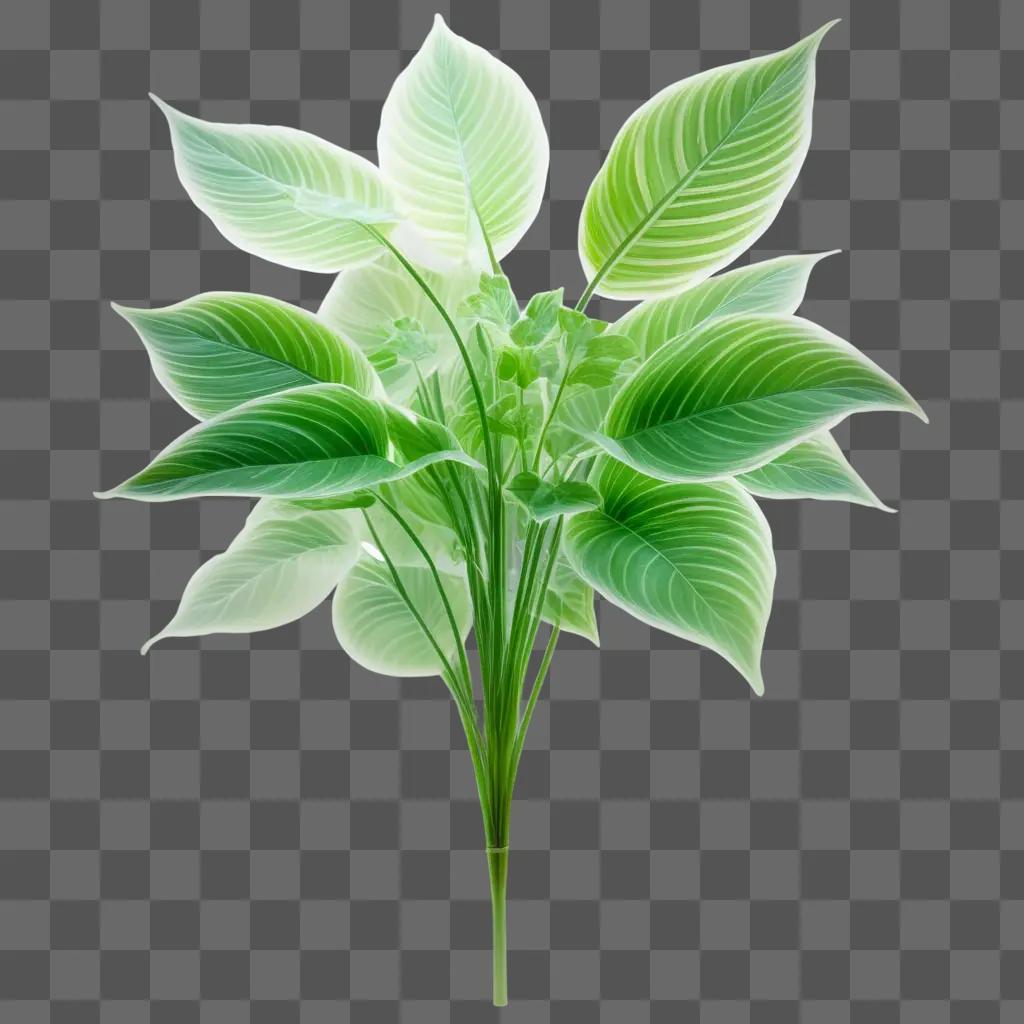 plant is shown in a transparent image