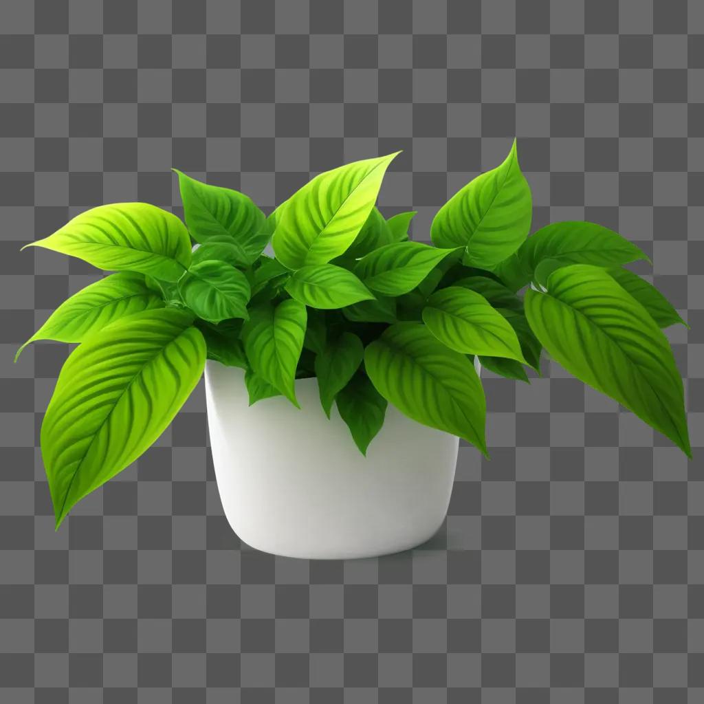 plant with transparent leaves in a white pot