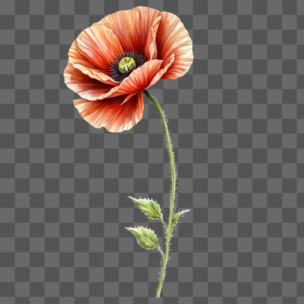 poppy flower drawing A single flower on a beige background