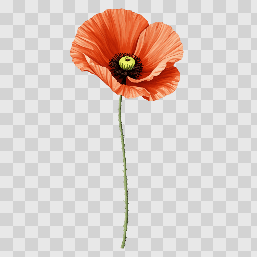 poppy flower drawing A single red poppy flower against a pink background