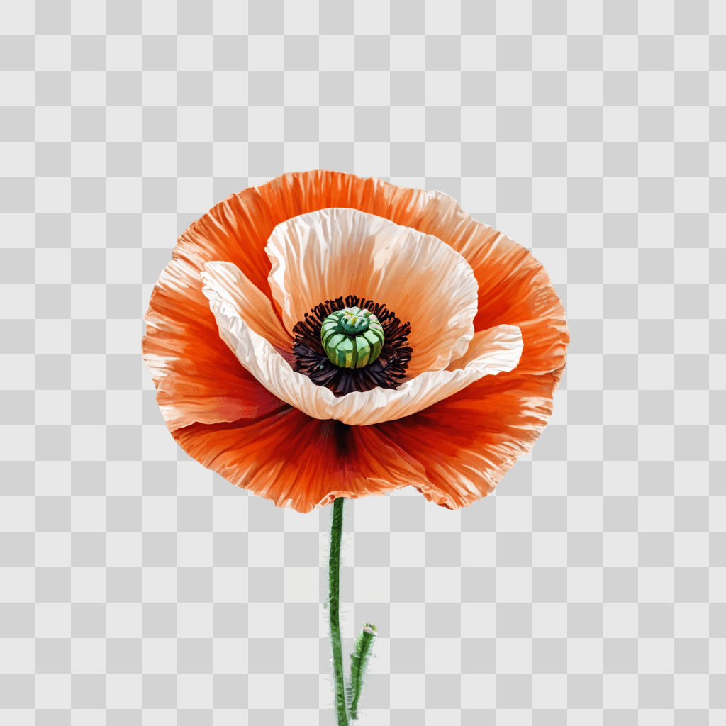 poppy flower drawing A vibrant poppy with a green stem