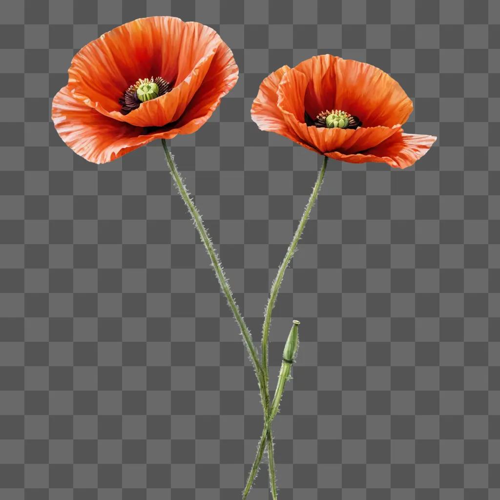 poppy flower drawing Two vibrant poppies on a warm orange background