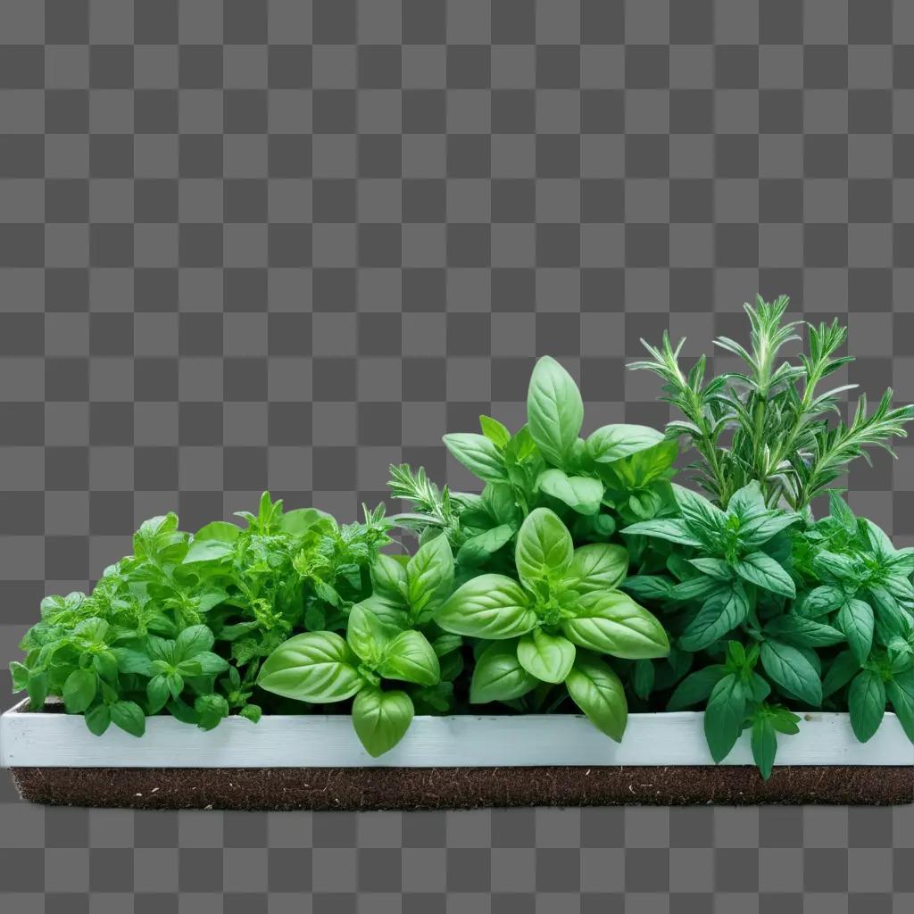 pot with herbs, basil, rosemary, and other plants in a tray