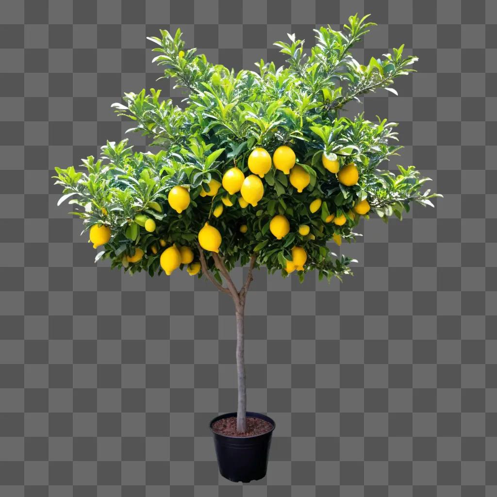 potted lemon tree with a green background