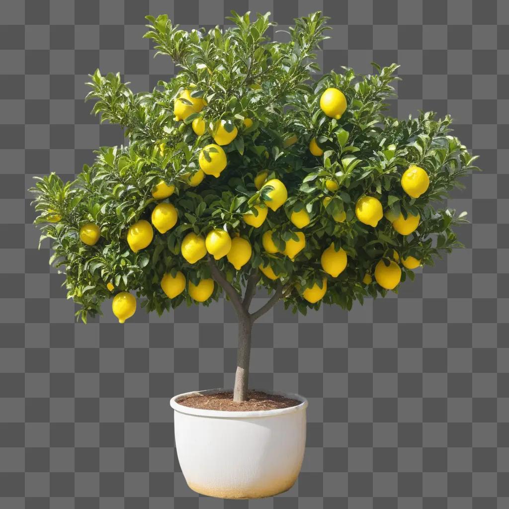 potted lemon tree with lots of yellow fruits