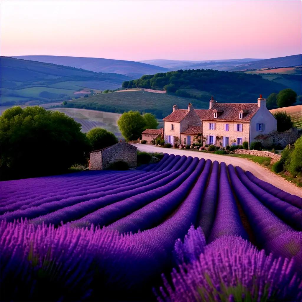 purple field with a house in the distance