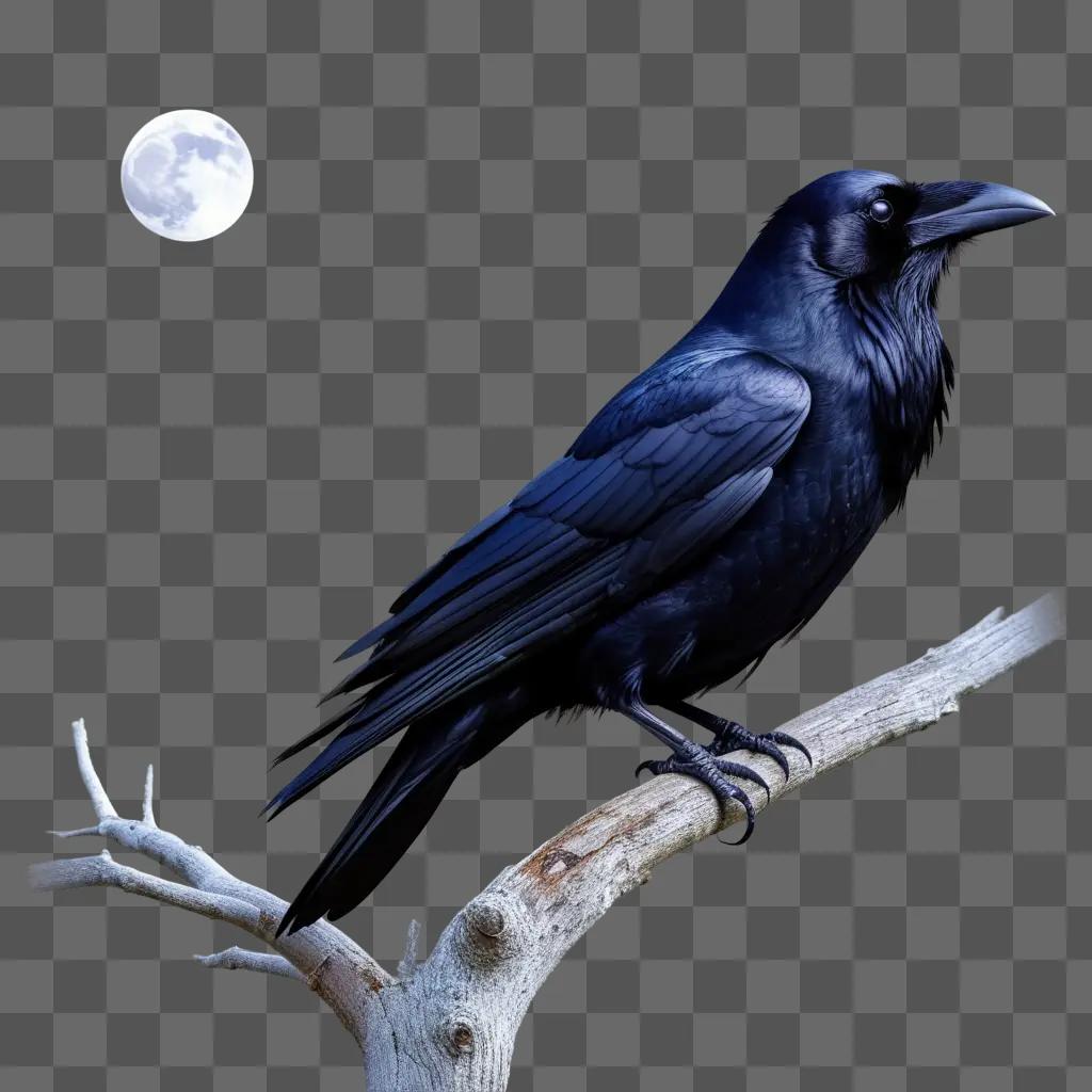 raven perches on a branch at night