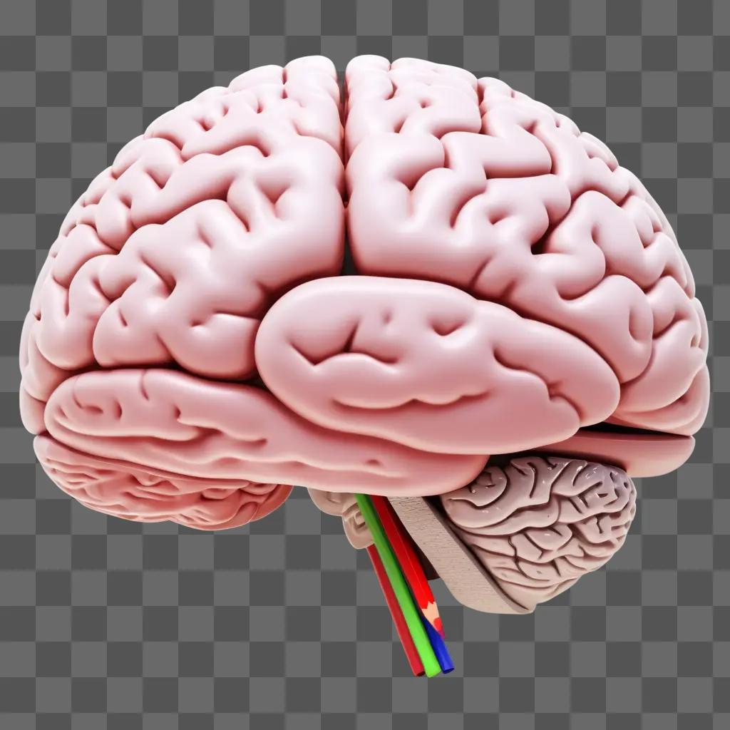 色鉛筆で脳をリアルに描く
