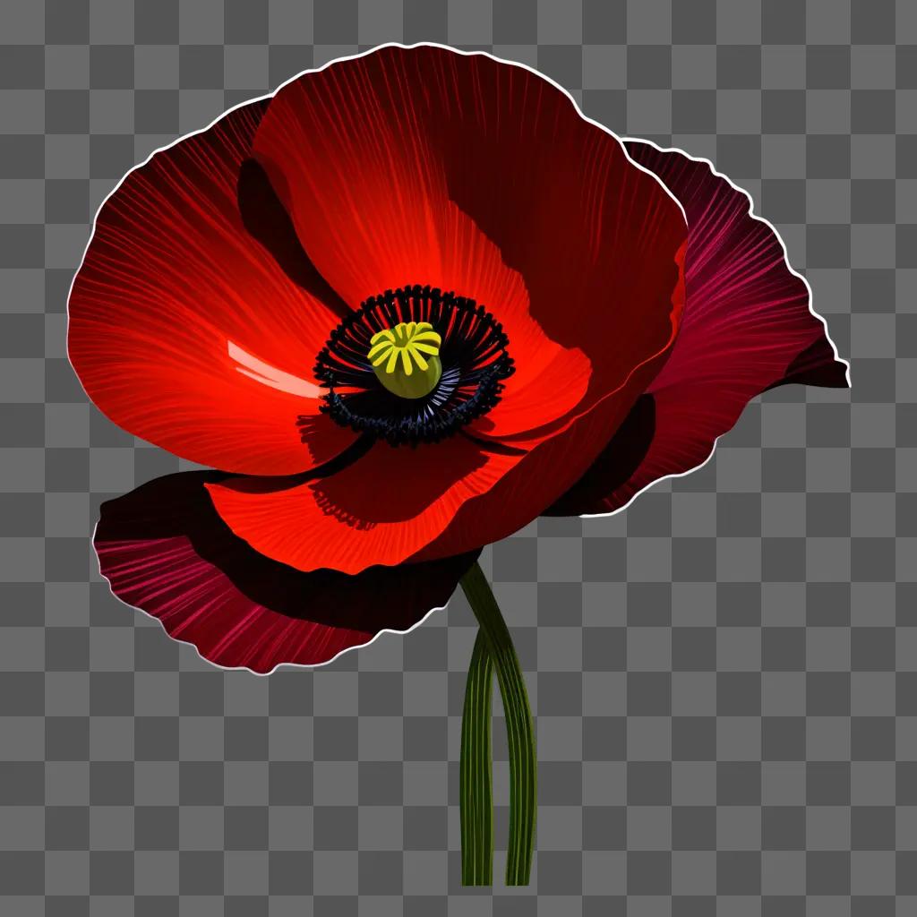 red poppy flower is beautifully drawn