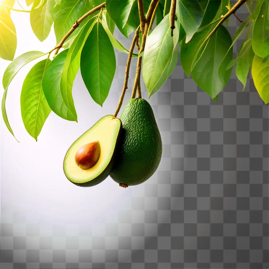 ripe avocado hanging from a tree branch