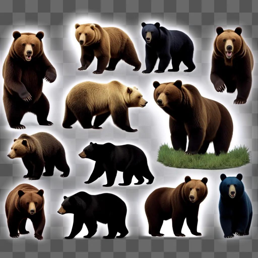 series of bears in various poses