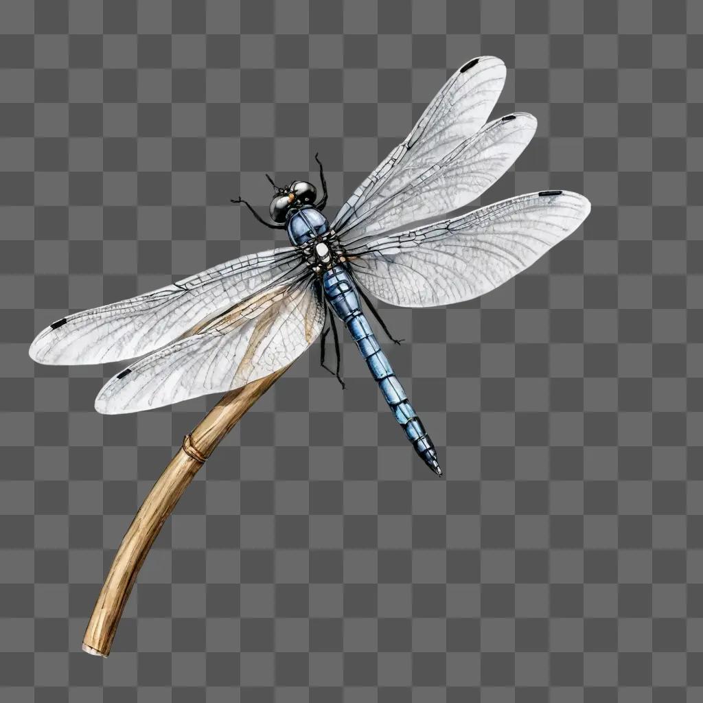 sketch dragonfly drawing A blue dragonfly on a wooden stick