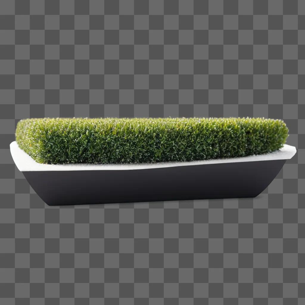 small green plant in a tray