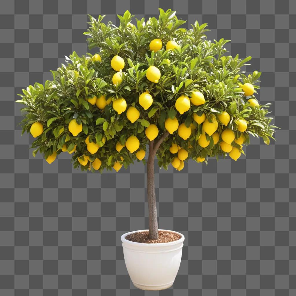 small lemon tree in a pot with many ripe lemons