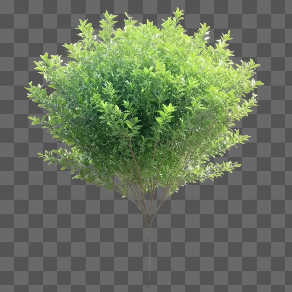 transparent bush with bright green leaves