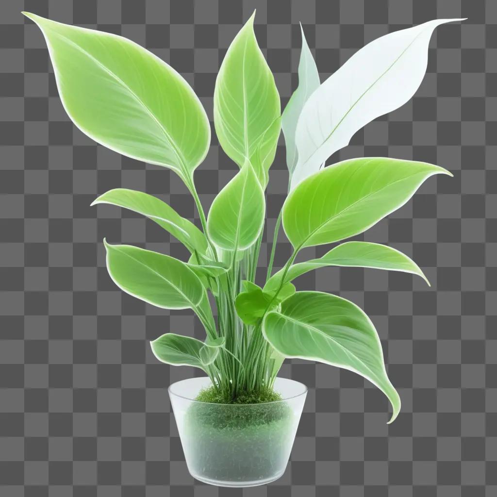 transparent plant in a transparent vase on a green background