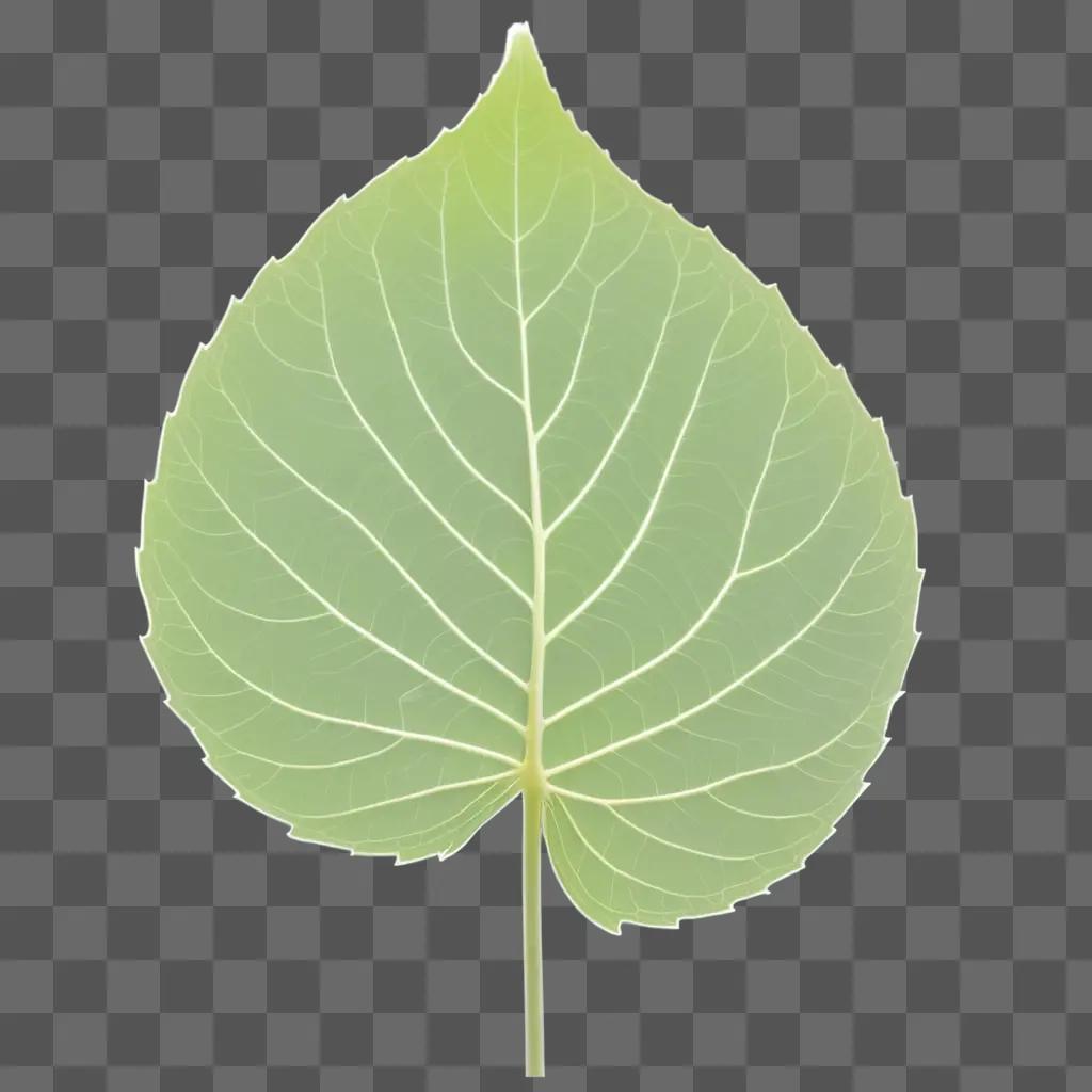 transparent plant leaf with a light source